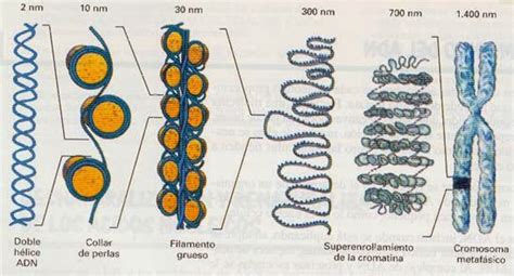 Condensación Del Adn