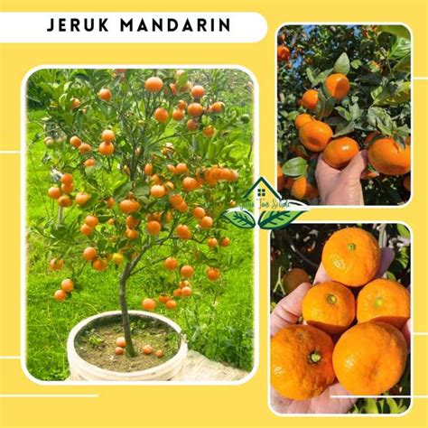 COD Bibit Tanaman Buah Jeruk Mandarin Jeruk China Okulasi Cepat Berbuah