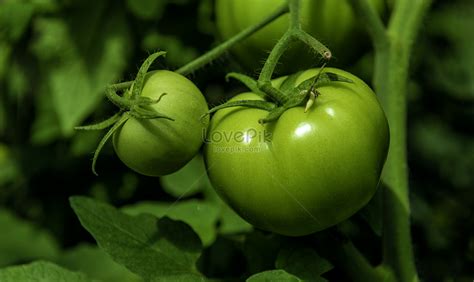 Greenhouse Planting Tomatoes Green Picture And HD Photos | Free ...