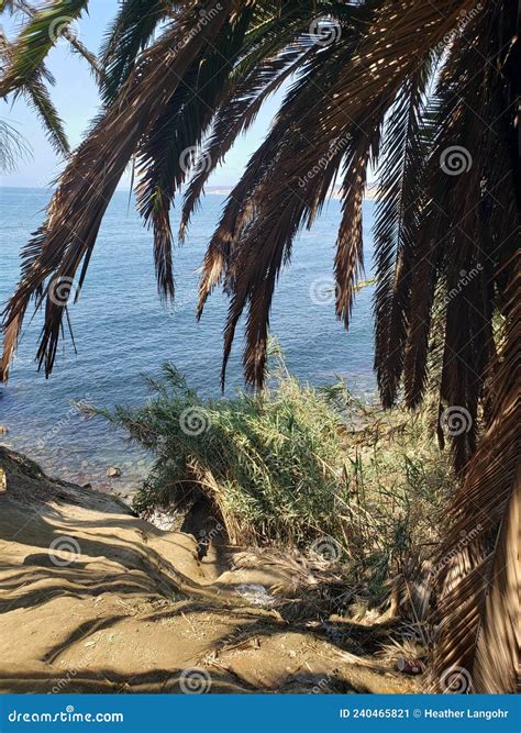 Secret Swing Lookout in San Diego Stock Image - Image of jungle, sand