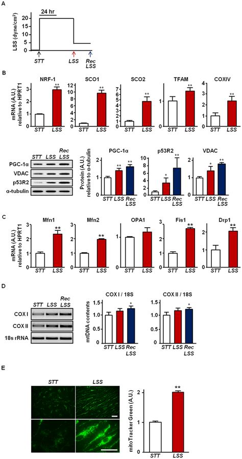 Increased Mitochondrial Biogenesis Markers By Lss In Haecs A An