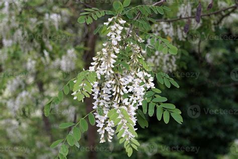 acacia tree flowers 17411500 Stock Photo at Vecteezy