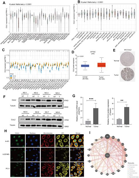 Comprehensive Prognostic And Immunological Analysis Of Cullin2 In Pan