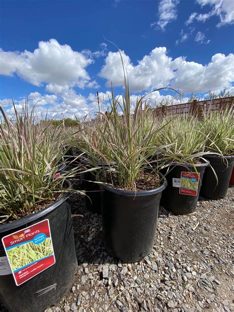 Overdam Feather Reed Grass Blue Grass Nursery Sod And Garden Centre Calgary Edmonton And