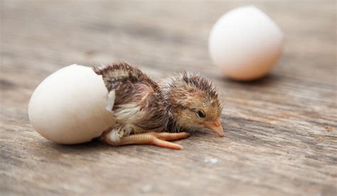 Baby Chicken In Egg