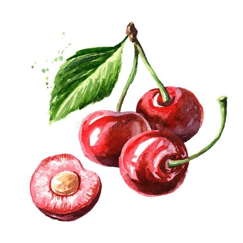 Cerises Aquarelle Illustration De Vecteur Illustration Du Aquarelle