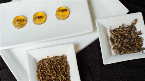 Why You Should Be Eating Insects Sheknows