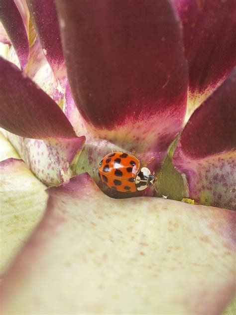 Asian Lady Beetle From Neuilly Le Malherbe Vacognes Neuilly