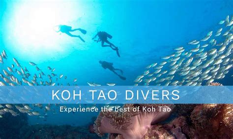 Koh Tao Divers All You Need To Know Before You Go 2025