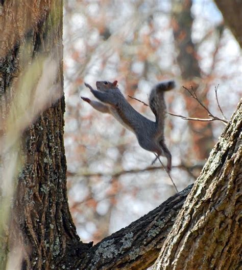 Squirrel Jump