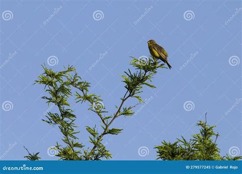 Saffron Finch Sicalis Flaveola La Pampa Stock Image Image Of