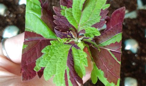 Coleus Propagation – A Girl And Her Plants