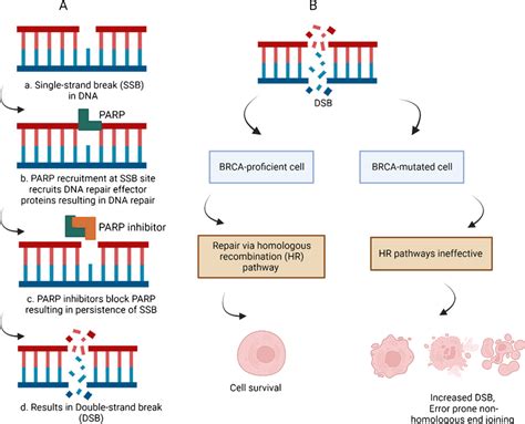 A Mechanism Of Action Of PARP Inhibitors A Single Strand Break SSB