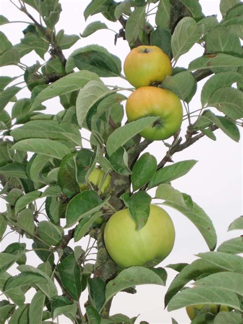 Herbstapfel Seestermüher Zitronenapfel Dein Garten ökologisch