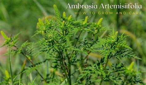 Ambrosia Artemisiifolia Plant: How To Grow And Care.