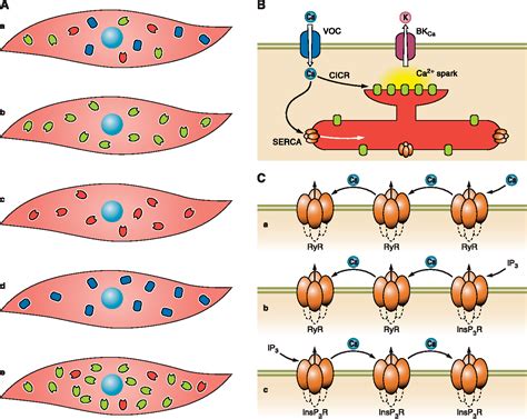 Figure 3 from Sarcoplasmic reticulum function in smooth muscle ...