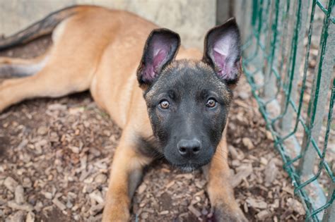 Apagi Pocket Chien X Berger Belge Malinois La Robe Fauve