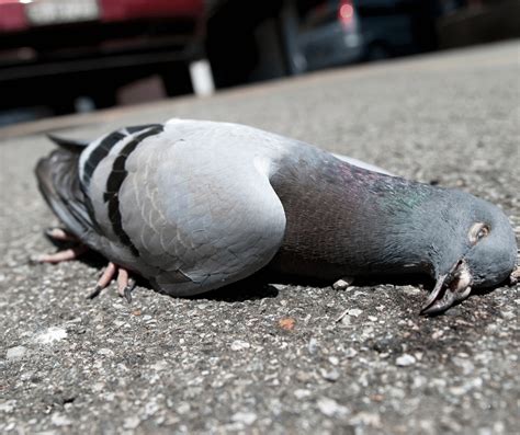 Dead Pigeon Meaning: Understanding the Symbolism Behind This Omen