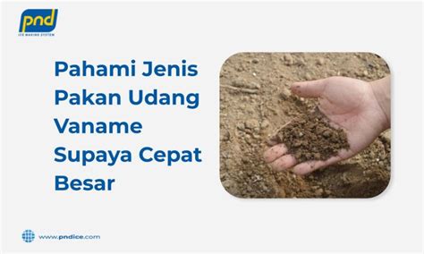 Pakan Udang Vaname Nutrisi Jenis Rekomendasi Dan Takaran