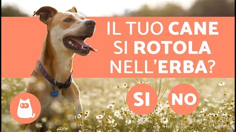 Perché il cane SI ROTOLA nellerba Curiosità sui cani YouTube