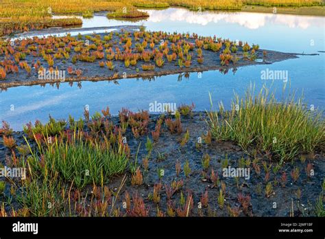 Salicornia salt marsh hi-res stock photography and images - Alamy