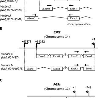 Mrna Expression Statuses Of Esr Esr And Pgr Variants In Ee And Oe