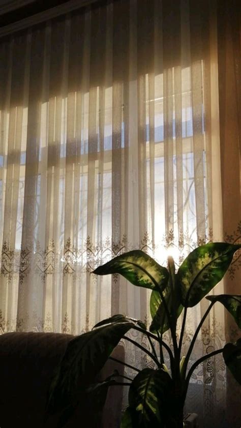 Plant in Front of Window with Sheer Curtains