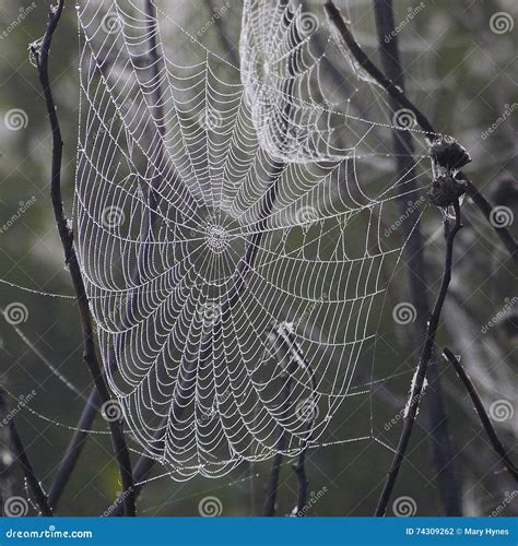 Creepy Spider Webs in the Fog Stock Photo - Image of grey, natural ...