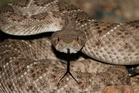 Watch Your Steps The Rattlesnake Population In California Is On The