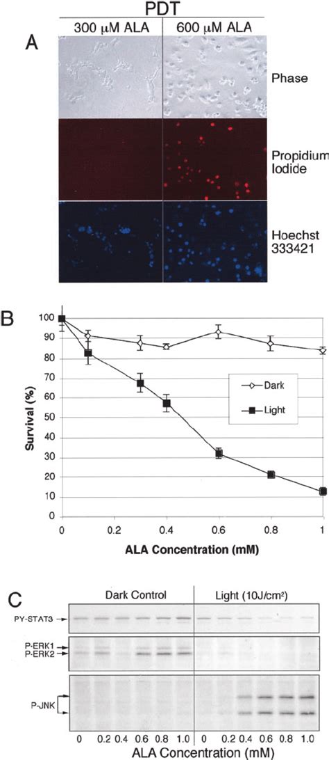 The Pdt Dose Dependent Effects On Signaling And Survival Of Fadu Cells