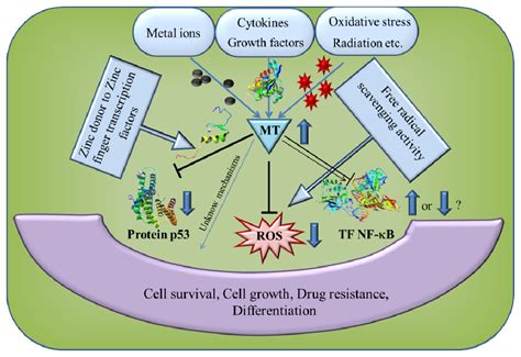 Ijms Free Full Text The Role Of Metallothionein In Oxidative Stress