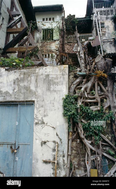 Singapore Vines Growing On Building Stock Photo Alamy