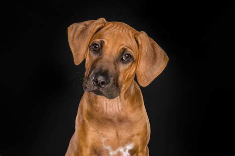 Retrato De Un Cachorro Rhodesian Ridgeback Mirando A La C Mara En Un