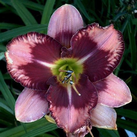 Daylily Hemerocallis Fury Of The Wild In The Daylilies Database