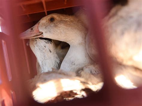 Highly Lethal Bird Flu Spreads To Iowa Backyard Poultry Flock Toronto Sun