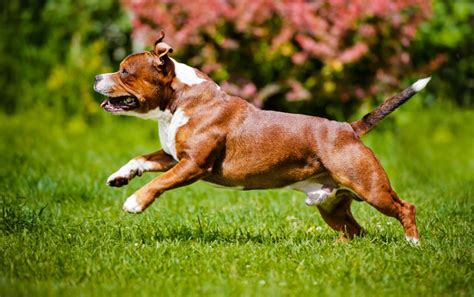 dog side stories: Staffordshire Bull Terrier (Σταφορντσάιρ Μπουλ Τέρριερ)