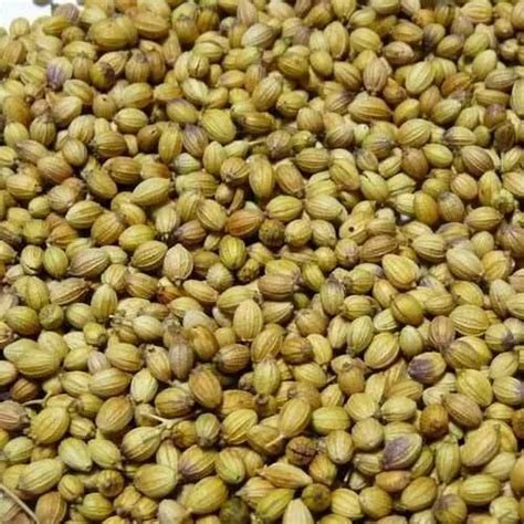 Off Green Coriander Seed Packaging Type Gunny Bag At Rs Kilogram