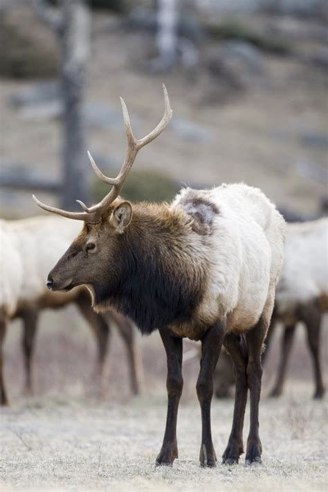 World Record Rocky Mountain Elk