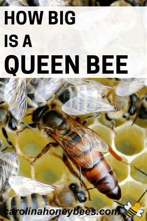 Queen Bee Size Is Bigger Better Carolina Honeybees Queen Bees