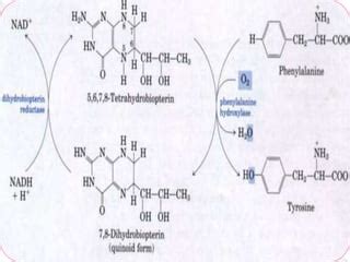 PHENYLALANINE METABOLISM | PPT