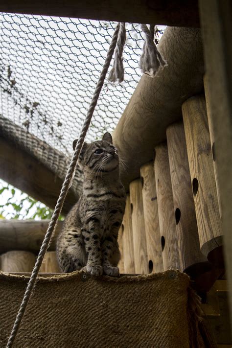 Geoffreys Cat — Weasyl