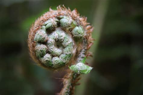 helecho verde brote primavera crecer planta jardín de cerca