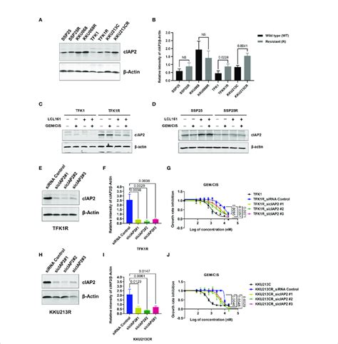 Ciap Overexpression Mediates Gem Cis Resistance In Cca A Western