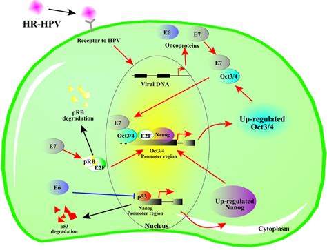 Model Of The Possible Role Of The Hpv E And E Oncoproteins In The