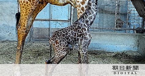 マサイキリン、すくすく 絶滅危惧種の赤ちゃん誕生 宮崎市フェニックス自然動物園：朝日新聞デジタル