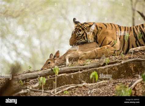 Tiger eating prey hi-res stock photography and images - Alamy