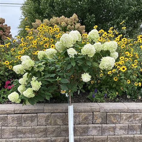 Limelight Hydrangea Tree Form For Sale Online The Tree Center