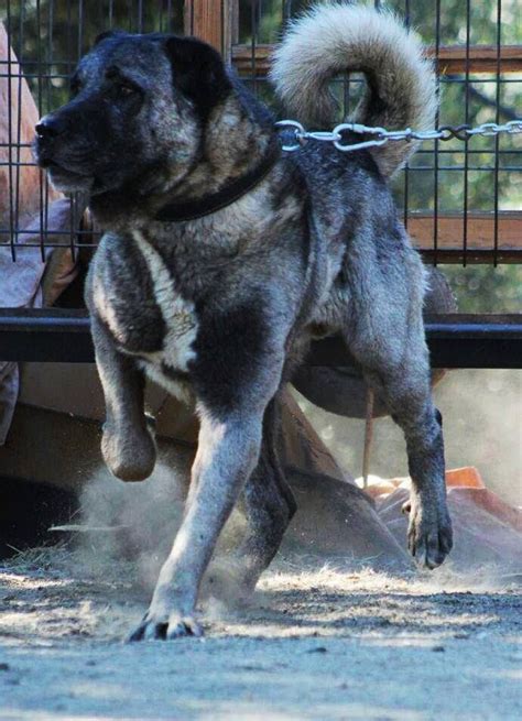 El Gran Campeon De Turkia Kangal Kangal Köpeği Köpek Türleri Evcil