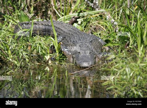 Alligator in the Everglades Stock Photo - Alamy