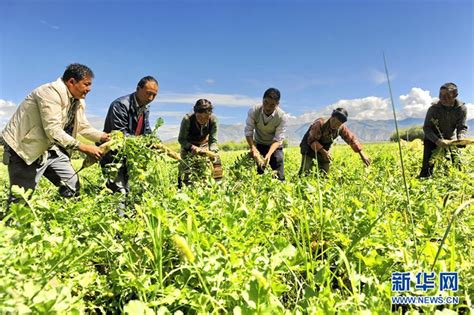 西藏日喀则“萝卜小镇”喜获丰收 西藏在线